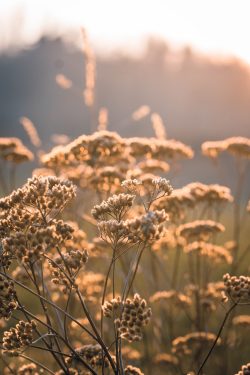 nature-plant-grass-3167611 nature, plant, grass-3167611.jpg